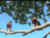 Photo for GCB Falconry & Pest Solutions