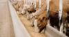 Photo for Animal Feed Additives Market Growth, Trends, Top Players & Future Outlook 2026