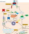 Photo for apoptosis array