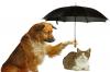Photo for Pet Insurance Market Latest Study, Research & Growth in near future 2023