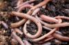 Photo for Vermicompost Market Study By Type, Application & Top Key Players - Agrilife, Davo’s Worm Farms, Dirt Dynasty, Earthworm, Jialiming, Kahariam Farms, MyNOKE, NutriSoil