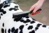 Photo for Mobile Pet Grooming of Birmingham