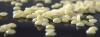 Photo for Montan Wax Market Study By Type, Application & Top Key Players - Calwax Corporation, Clariant Corporation, Paramelt B.V., ROMONTA GmbH.
