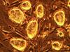 Photo for Stem Cell Assay Market: Evolving Technology, Trends and Industry Analysis 2026