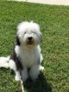 Photo for Black Sheepadoodle Puppies for Sale in Colorado | Open Range Pups