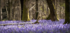 Photo for Karolina Garlicka Acupuncture Caversham, Reading