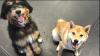 Photo for Puppy Power Dog Training Classes