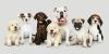 Photo for The Best Luxury Dog Boarding In Stuart