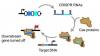 Photo for CRISPR and CAS Gene Market is Anticipated to Show Growth by 2026