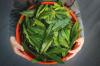 Photo for Bay Leaf Market – Size, Share, Outlook, and Opportunity Analysis, 2018 – 2026