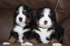 Photo for Oh Behave Canine Pawllege