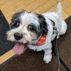 Photo for PetAgree Professional Grooming