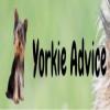 Photo for Yorkie Advice-
