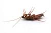 Photo for Xterminate Pest Control