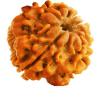 Photo for Buy best quality One 1 Mukhi Rudraksha in india
