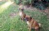 Photo for Wanneroo Boarding Kennels and Grooming