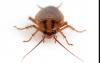Photo for Viking Pest Control