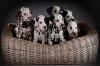 Photo for Purebred Kennel Club Of America