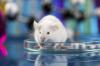 Photo for Animal Model Market - Trends, Outlook, and Opportunity Analysis 2018 – 2026