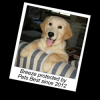 Photo for Pet Insurance Cost - Pets Best