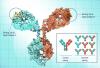 Photo for Bispecific Antibodies Market - Industry Insights, Trends, and Opportunity Analysis, 2016-2024