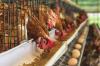 Photo for Global Poultry Animal Nutrition Market Production, Sales, Consumption and Growth by 2023