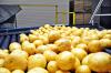 Photo for Potato Processing Market to Witness Steady Expansion During 2018 – 2026