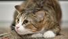 Photo for How do nervous cats learn to trust
