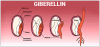 Photo for Gibberellins Market Report - Industry Size, Share, Trends, Growth And Forecast Till 2025