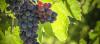 Photo for Resveratrol Market - Size, Share, Outlook, and Opportunity Forecast 2018-2026