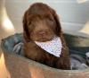 Photo for Texas Labradoodles