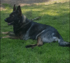 Photo for Sapphire K9 Solutions