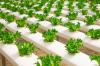 Photo for Hydroponic Market Till 2025 Major Key Players are - Argus Control Systems, General Hydroponics, Inc., Greentech Agro LLC, Greentech Agro, LLC