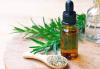 Photo for Rosemary Extracts Market Segmentation Detailed Study with Forecast to 2026