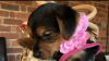 Photo for Tiny paws styling salon Dog Grooming Ainsworth