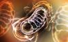Photo for Mitochondrial Disorders Treatment Market: Worldwide Top Players Revenue and Forecasts To 2026