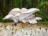 Photo for Global Pleurotus Ostreatus Market | Industry Outlook Research Report 2018-2025 By DecisionDatabases