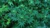 Photo for North America Cannabis Market Comprehensive Analysis and Business Opportunity by 2021