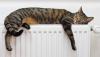 Photo for How to Make Your Home Cat-Friendly: Steps | Cats Best