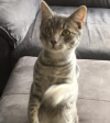 Photo for Purfect-Paws Cat Sitter Midlothian