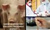 Photo for Swine Respiratory Disease Treatment Market by Treatment type, Indication, Distribution Channel and Geography - Global Industry Insights, Trends, Outlook, and Opportunity Analysis 2018 - 2026