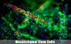 Photo for Mesenchymal Stem Cells Market Set for Rapid Growth During 2018 - 2026