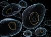Photo for Single Cell Genomics Market Till 2025 Major Key Players are - 10X Genomics, Accelerate Diagnostics Inc., Affymetrix, Agilent Technologies Inc., Angle Plc., Denovo Sciences Inc.