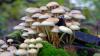 Photo for Mushroom Market Study By Type, Form & Top Key Players - Bonduelle SA, CMP Mushrooms Greenyard NV, Costa Group, Drinkwater’s Mushroom Ltd., Monaghan Mushrooms