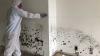 Photo for Mold Removal Company Boca Raton
