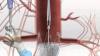Photo for Global Aortic Aneurysm Repair Devices Market | Industry Outlook Research Report 2018-2025