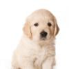 Photo for Puppy Training Toronto