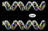 Photo for Global Single Nucleotide Polymorphism Genotyping Market Report From 2018 To 2025