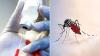 Photo for Malaria Vaccines Market Growth, Statistics, by Application, Production, Revenue & Forecast to 2026