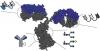 Photo for Fc Protein and Glycoengineered Antibodies Market to Reflect Steady Growth 2027